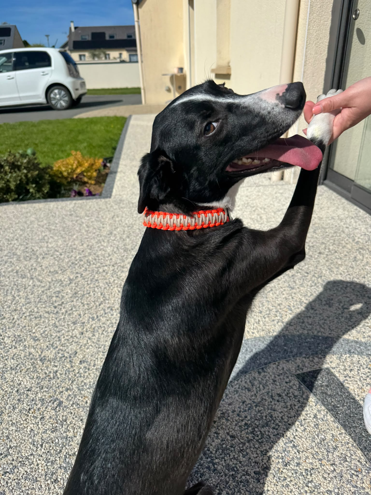 Collier en paracorde bicolore beige et orange, porté par un chien