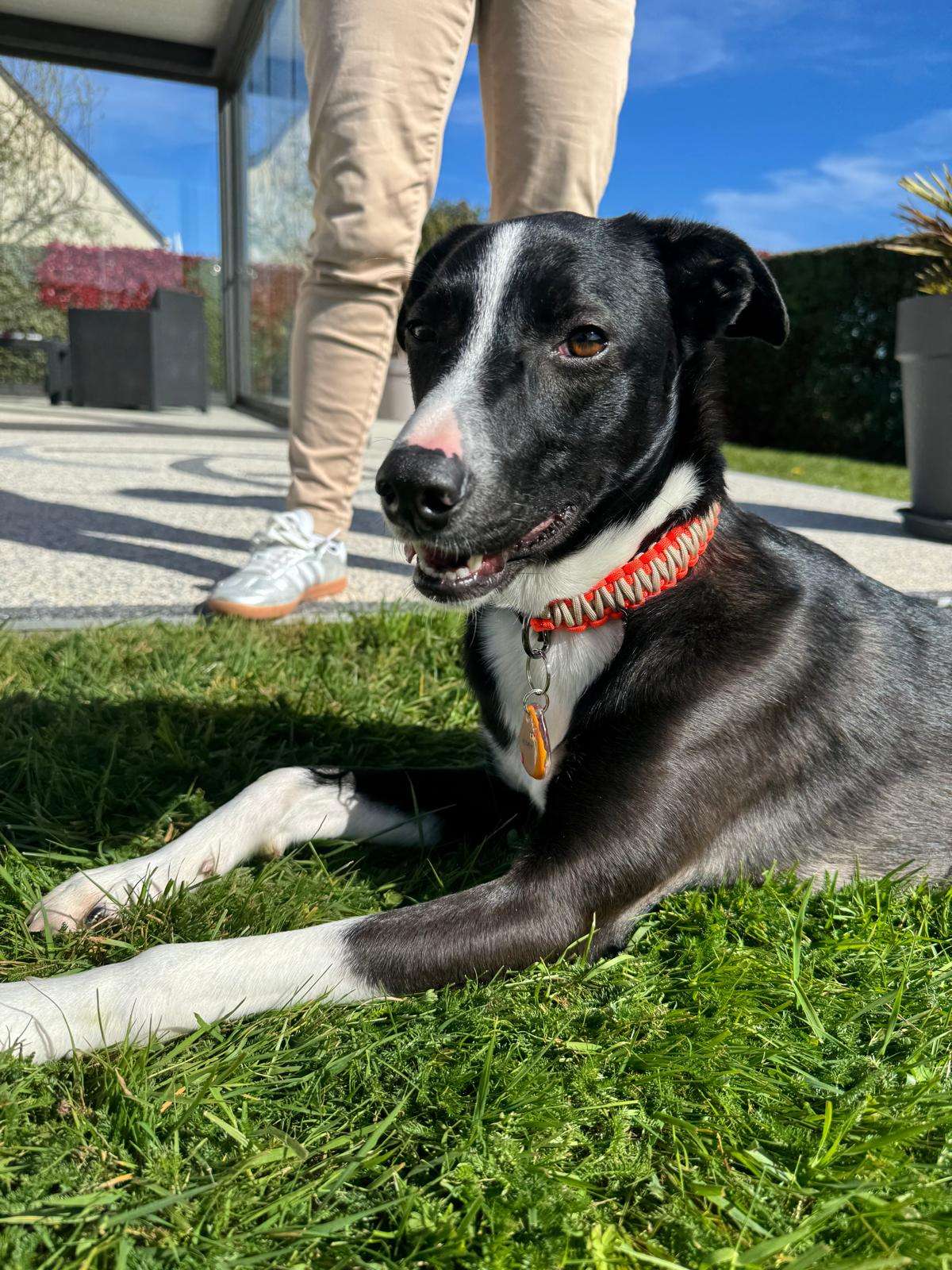 Collier en paracorde bicolore beige et orange, porté par un chien