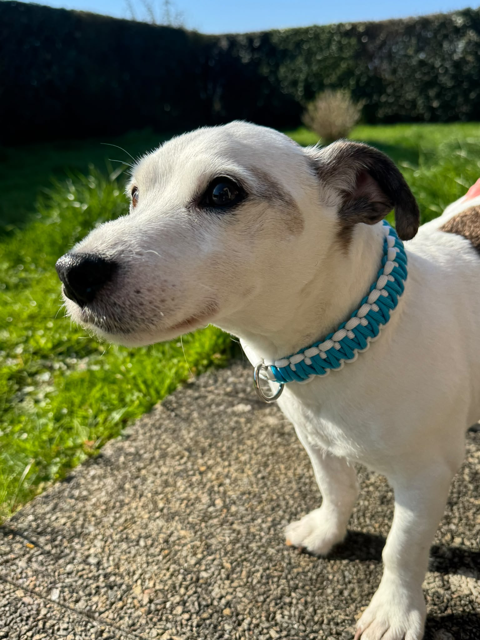 Collier en paracorde blanc et bleu, porté par un chien