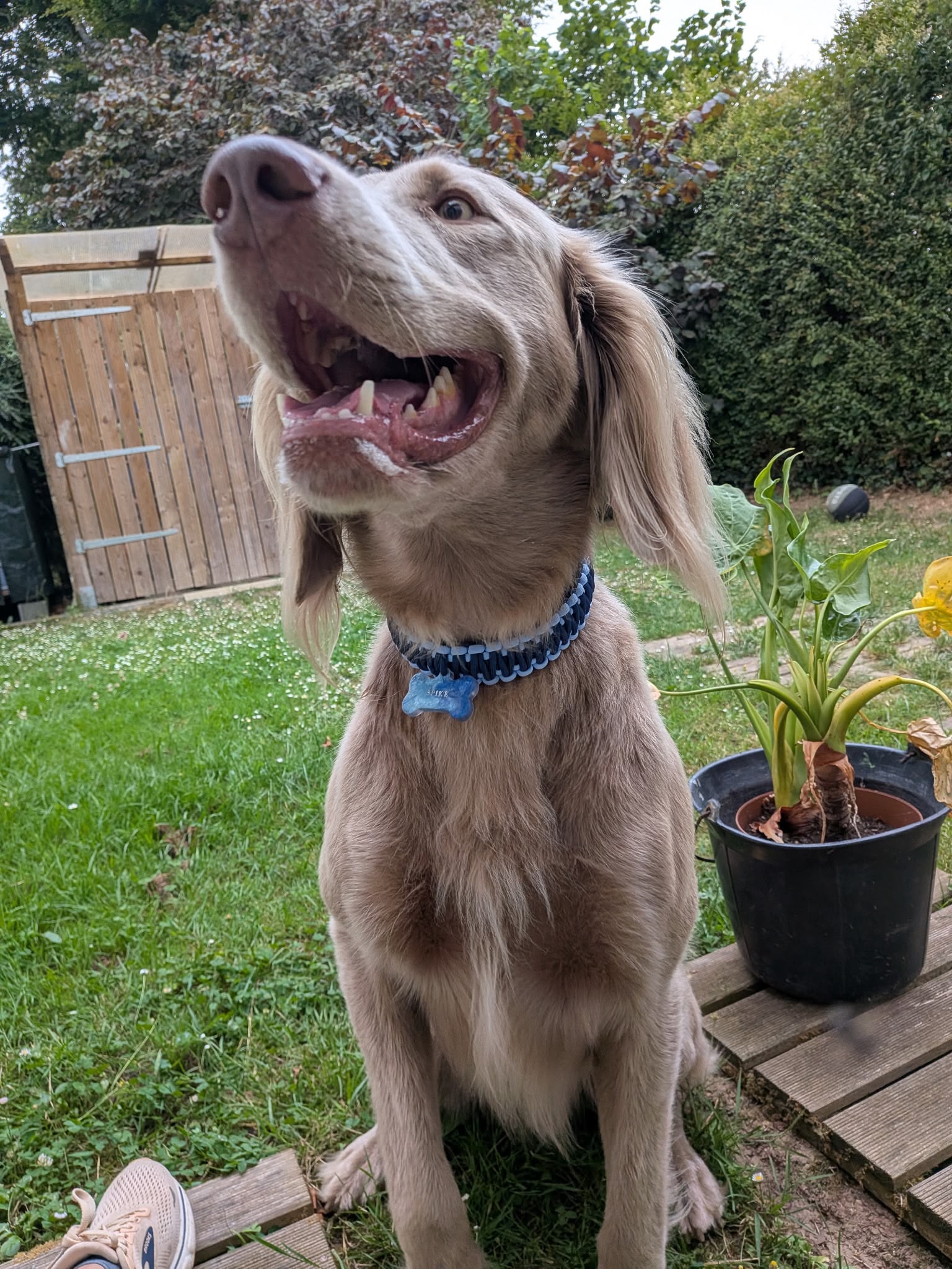 Collier en paracorde bleu clair et bleu foncé, porté par un chien