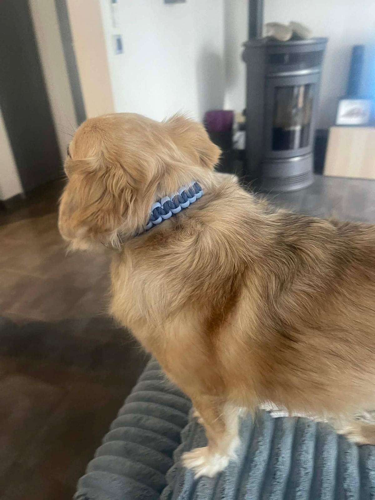 Collier en paracorde bleu clair et bleu foncé, porté par un chien