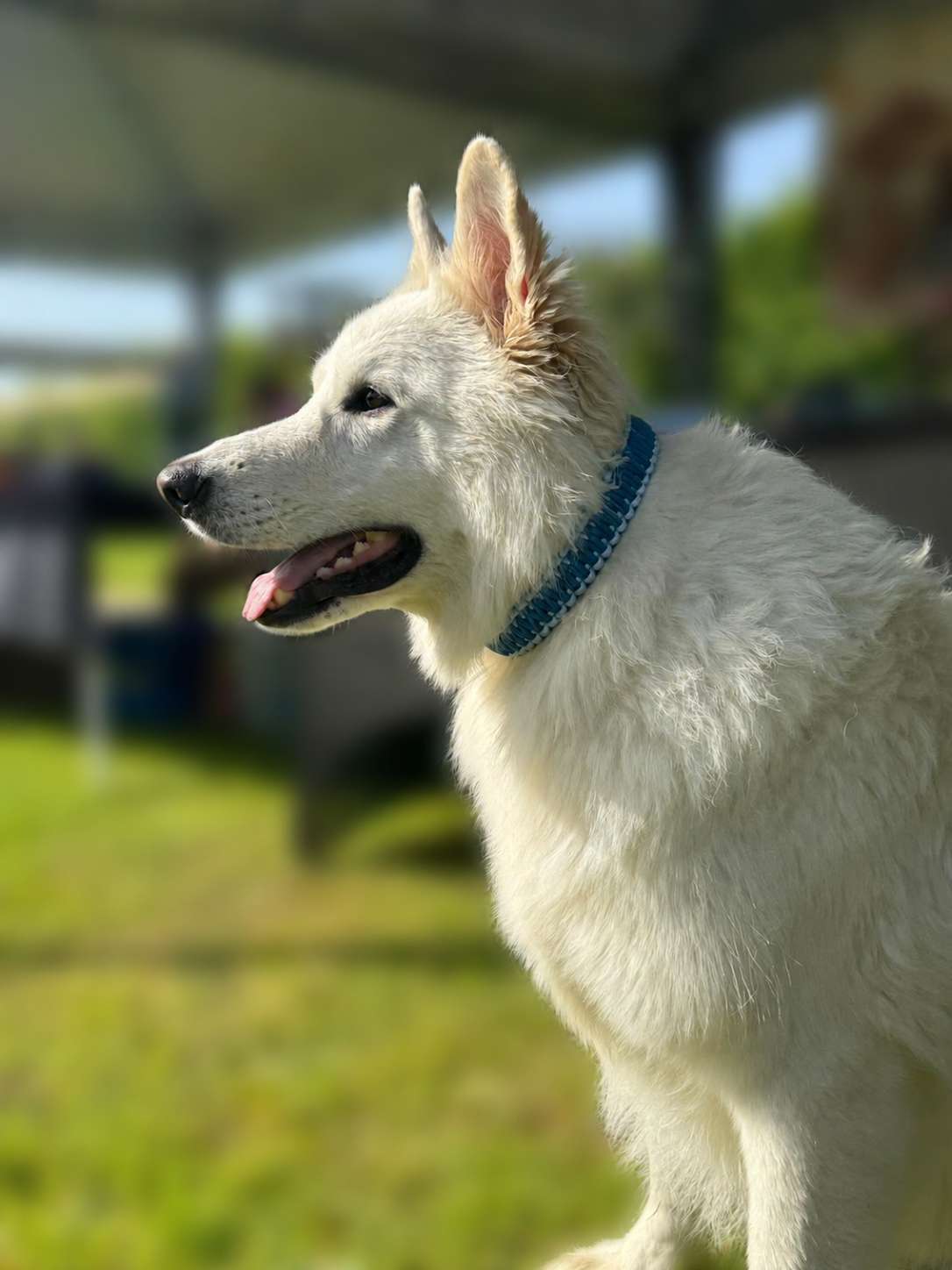 Collier en paracorde bleu foncé et bleu clair, porté par un chien