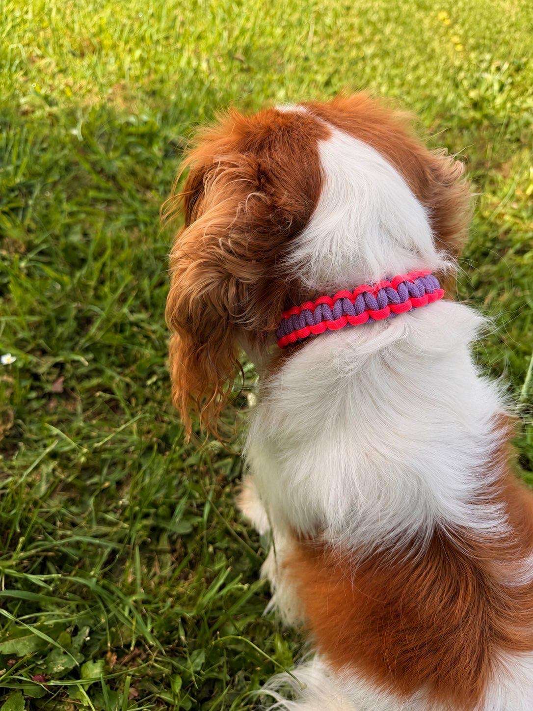 Collier en paracorde orange et violet, porté par un chien