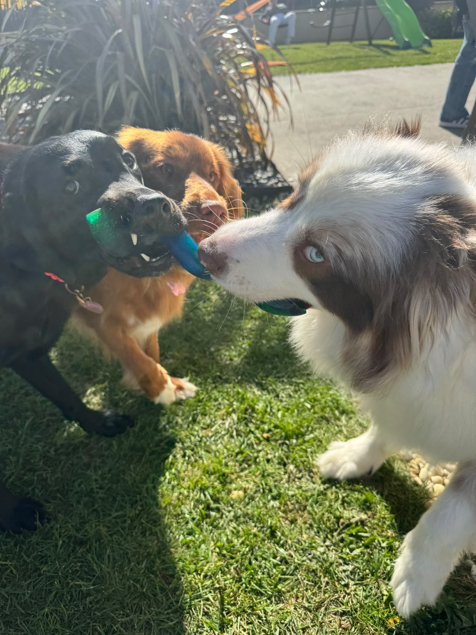 Photo de garde - Halte Canine Normande, photo 15