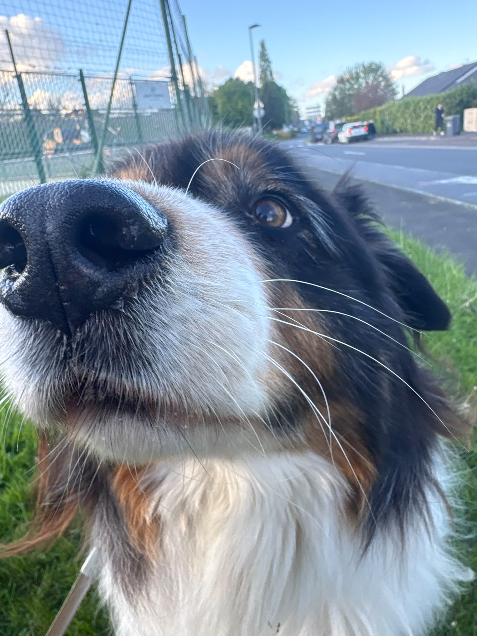 Photo de garde - Halte Canine Normande, photo 16