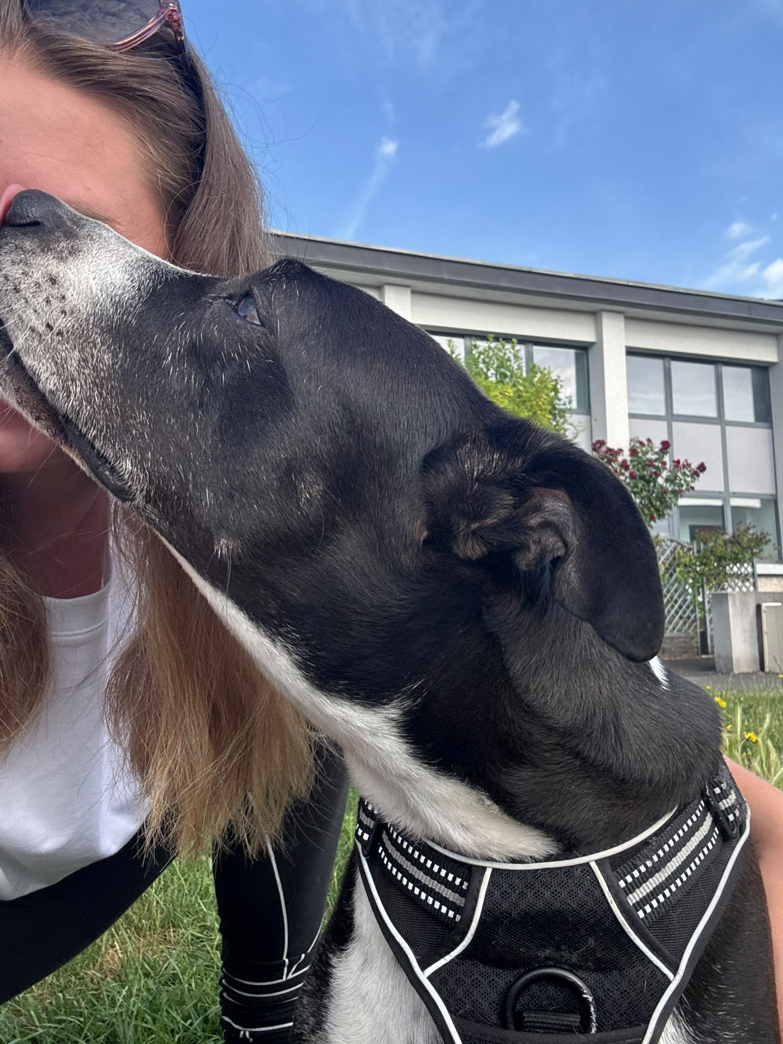 Photo de garde - Halte Canine Normande, photo 18