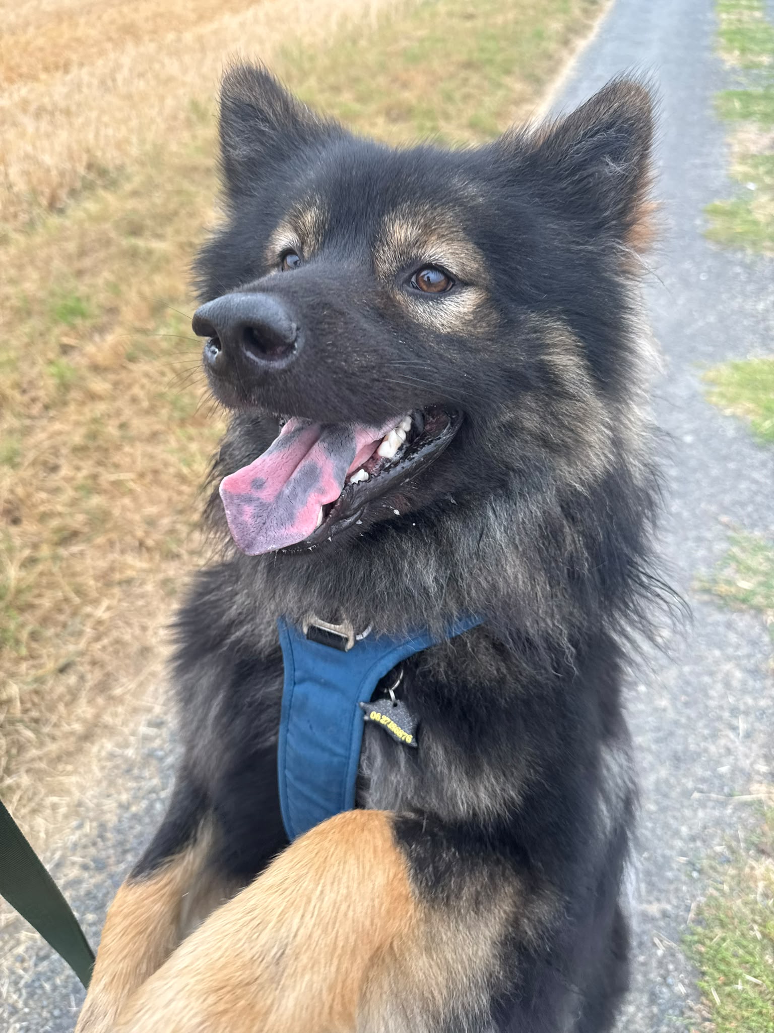 Photo de garde - Halte Canine Normande, photo 21