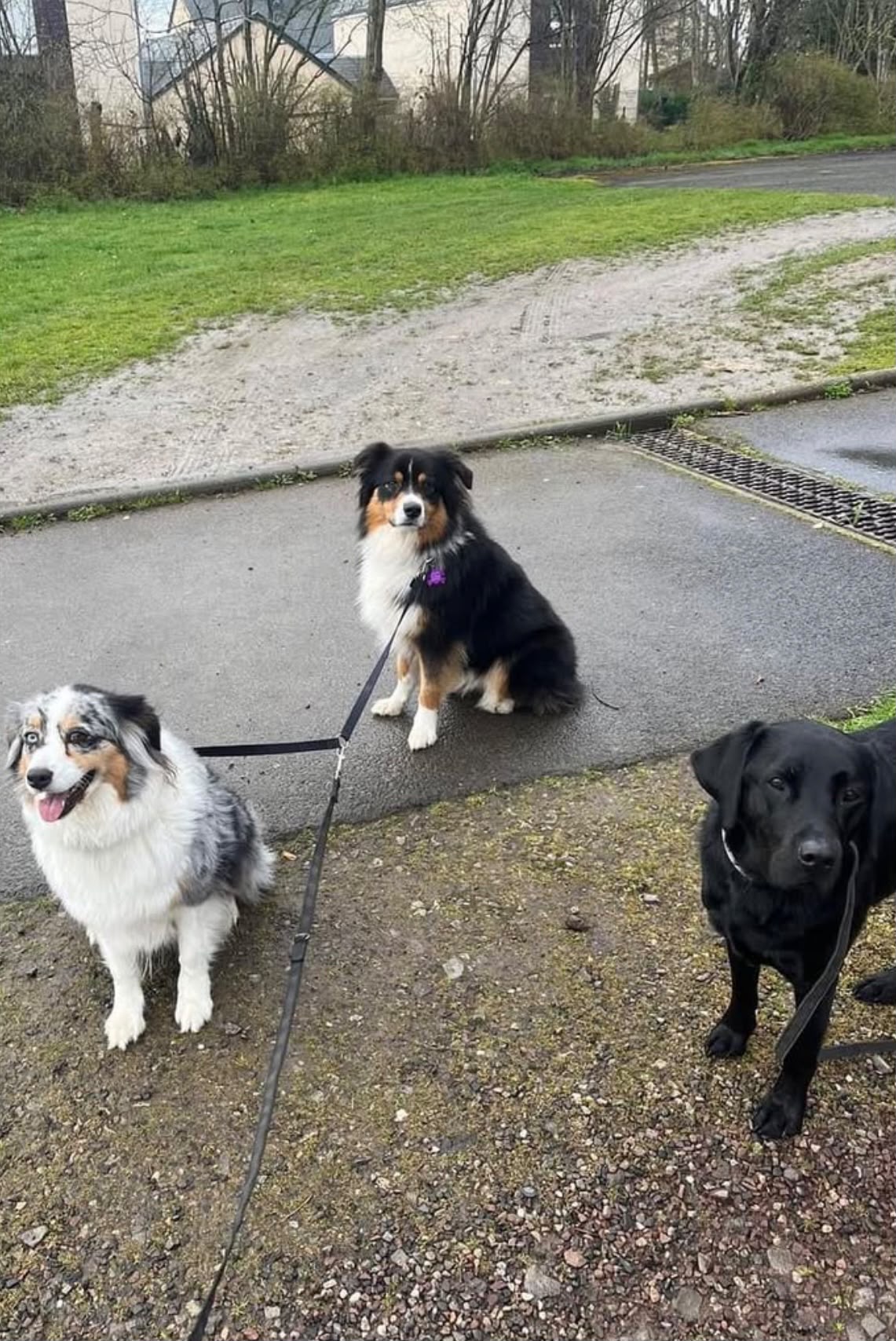 Photo de garde - Halte Canine Normande, photo 3