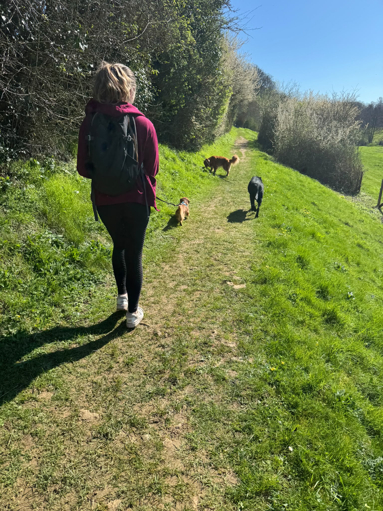 Photo de garde - Halte Canine Normande, photo 30