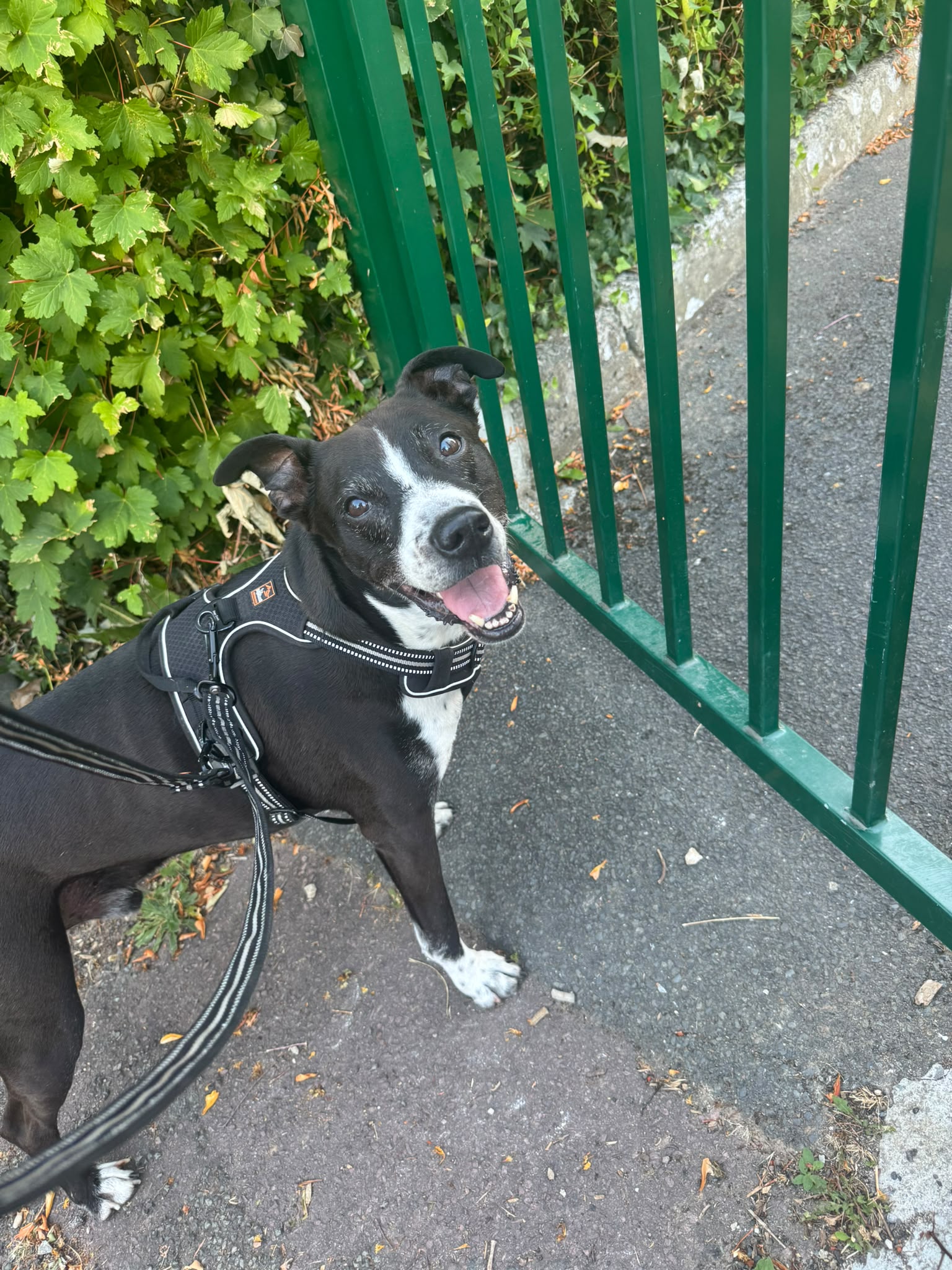 Photo de garde - Halte Canine Normande, photo 31