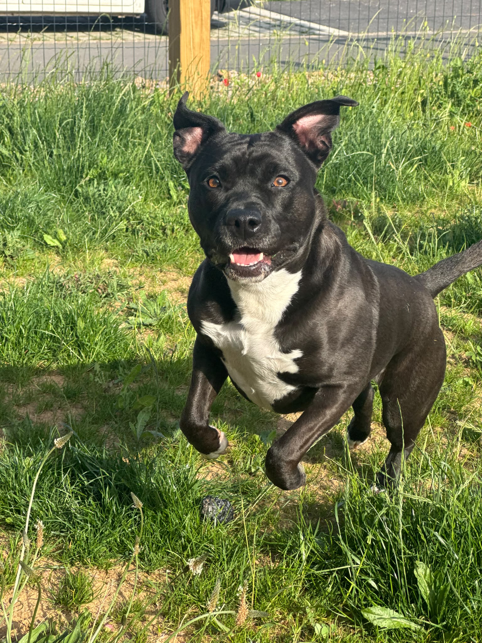Photo de garde - Halte Canine Normande, photo 34