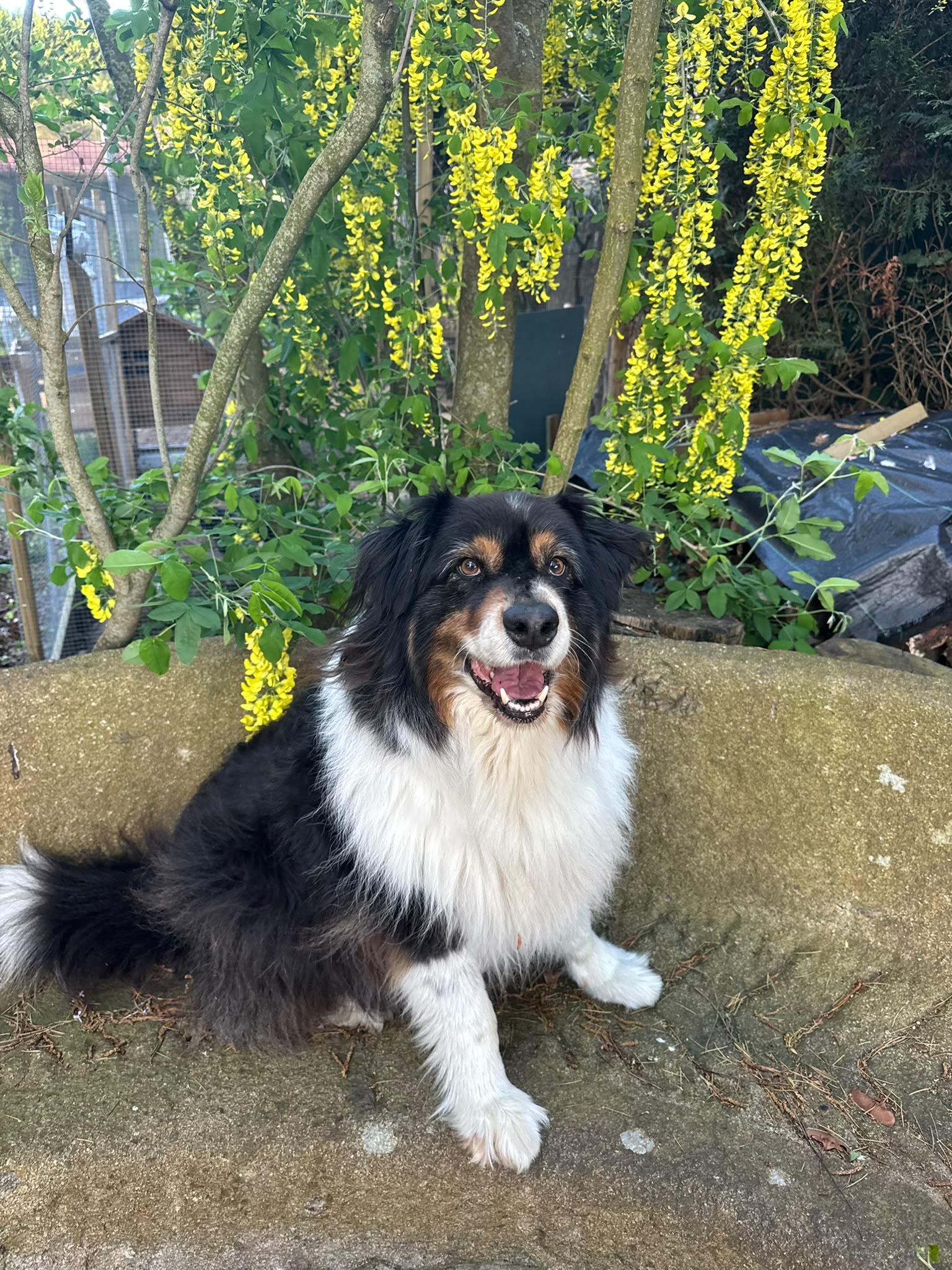 Photo de garde - Halte Canine Normande, photo 35