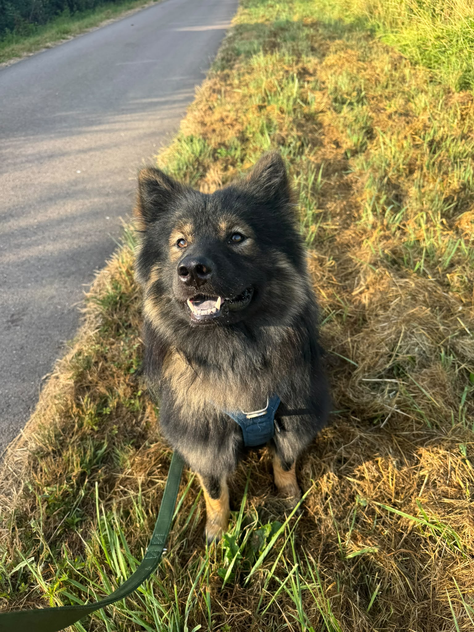 Photo de garde - Halte Canine Normande, photo 36