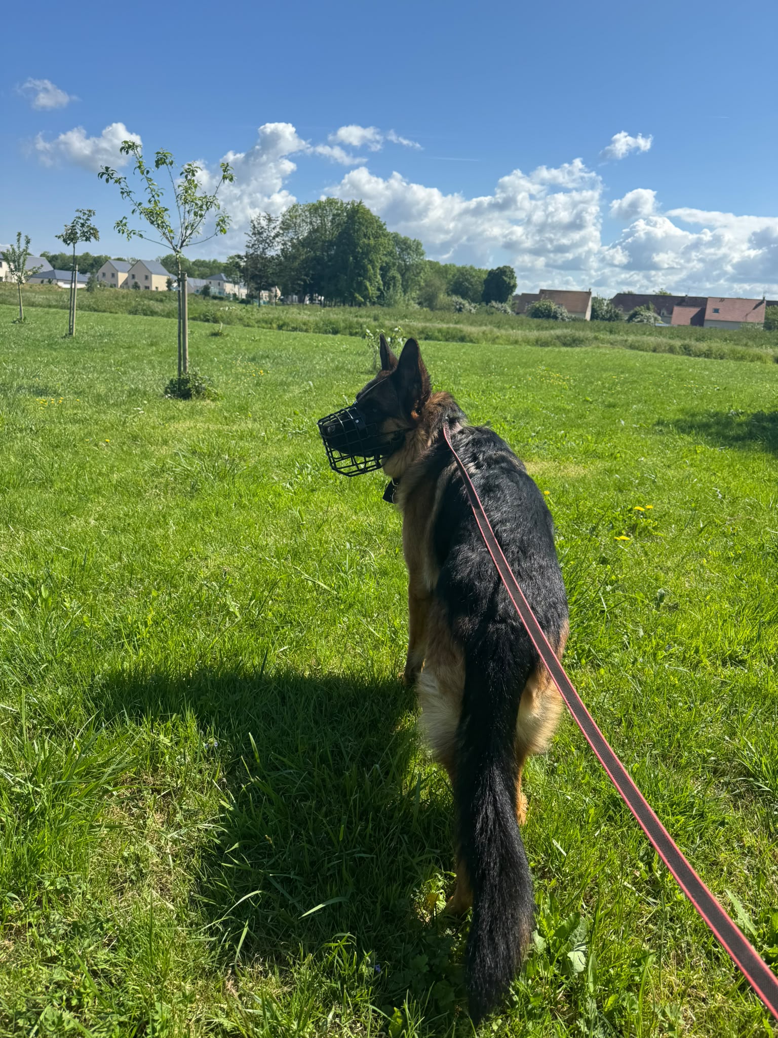 Photo de garde - Halte Canine Normande, photo 37