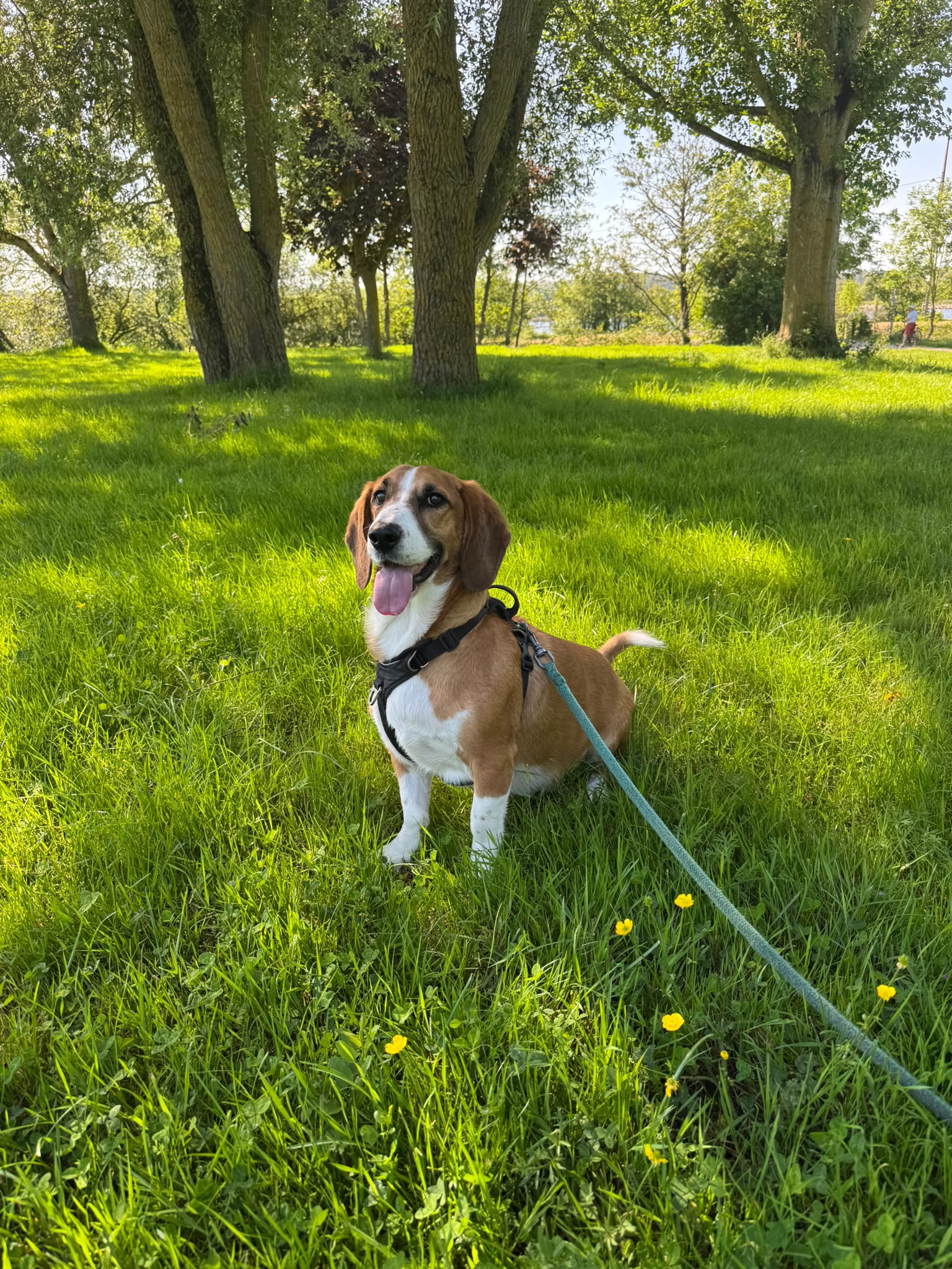 Photo de garde - Halte Canine Normande, photo 38