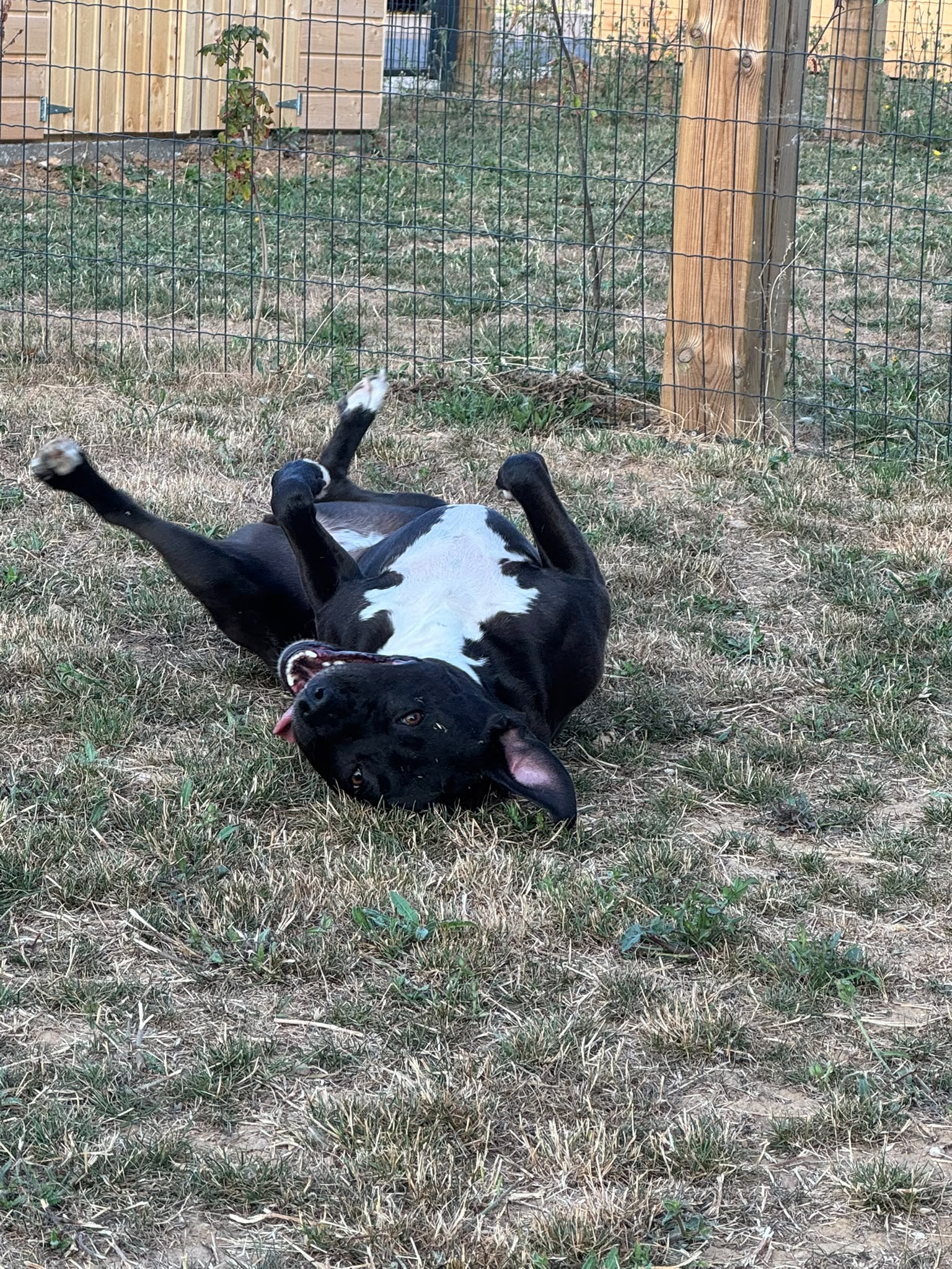 Photo de garde - Halte Canine Normande, photo 39