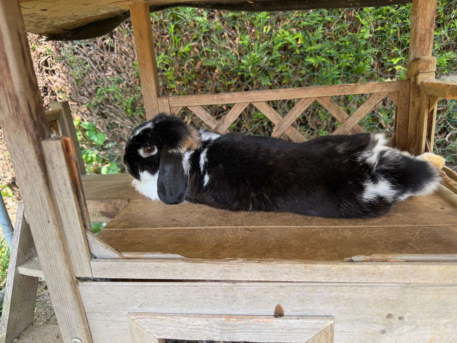 Photo de garde - Halte Canine Normande, photo 41