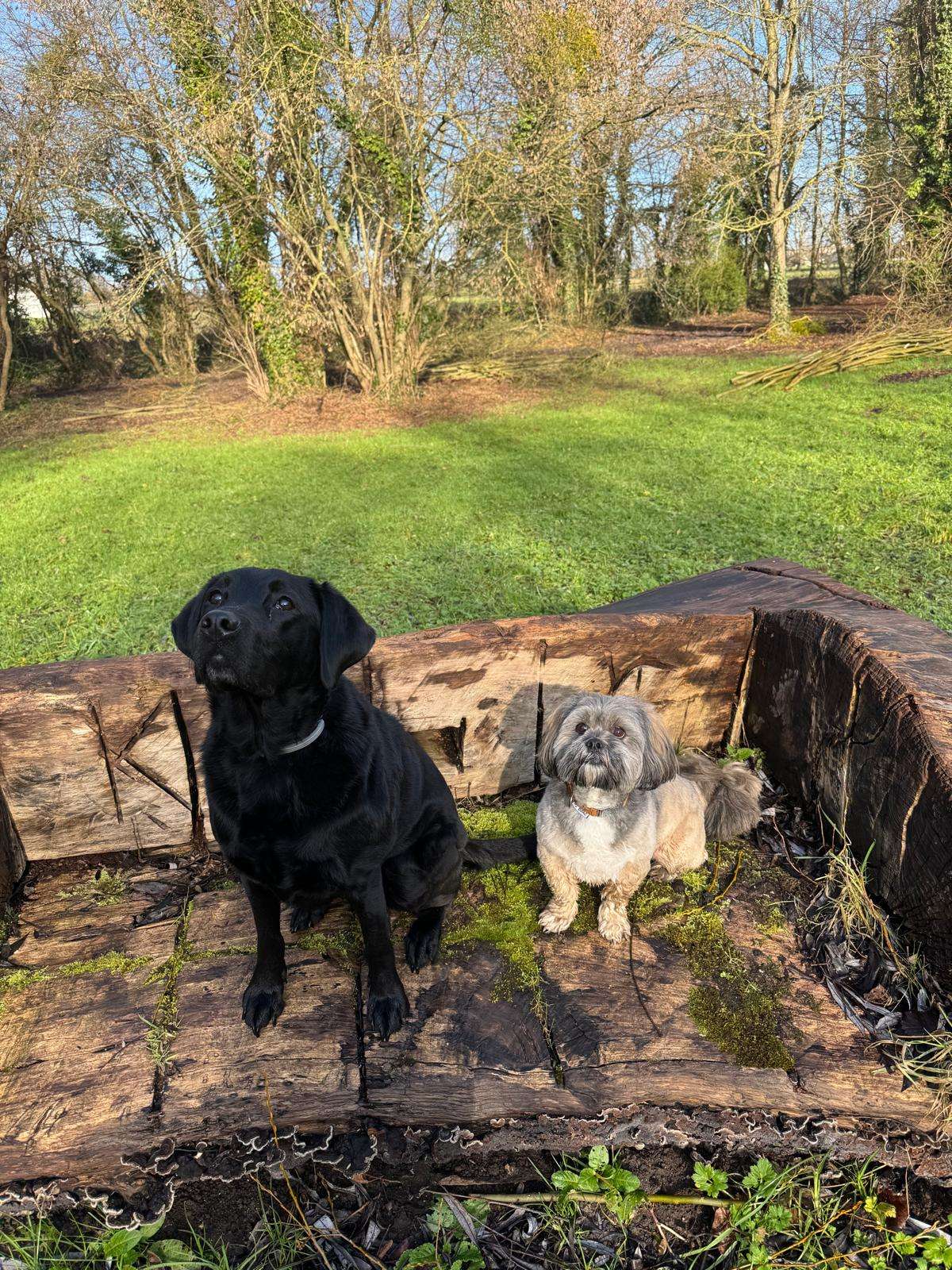 Photo de garde - Halte Canine Normande, photo 43