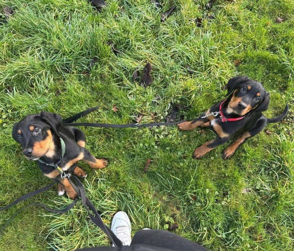 Photo de garde - Halte Canine Normande, photo 44