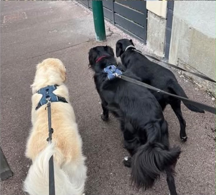 Un golden retriever et deux chiens noirs en balade avec Halte Canine Normande