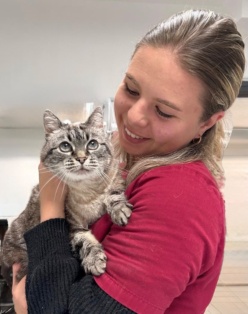 Un chat gardé par Halte Canine Normande
