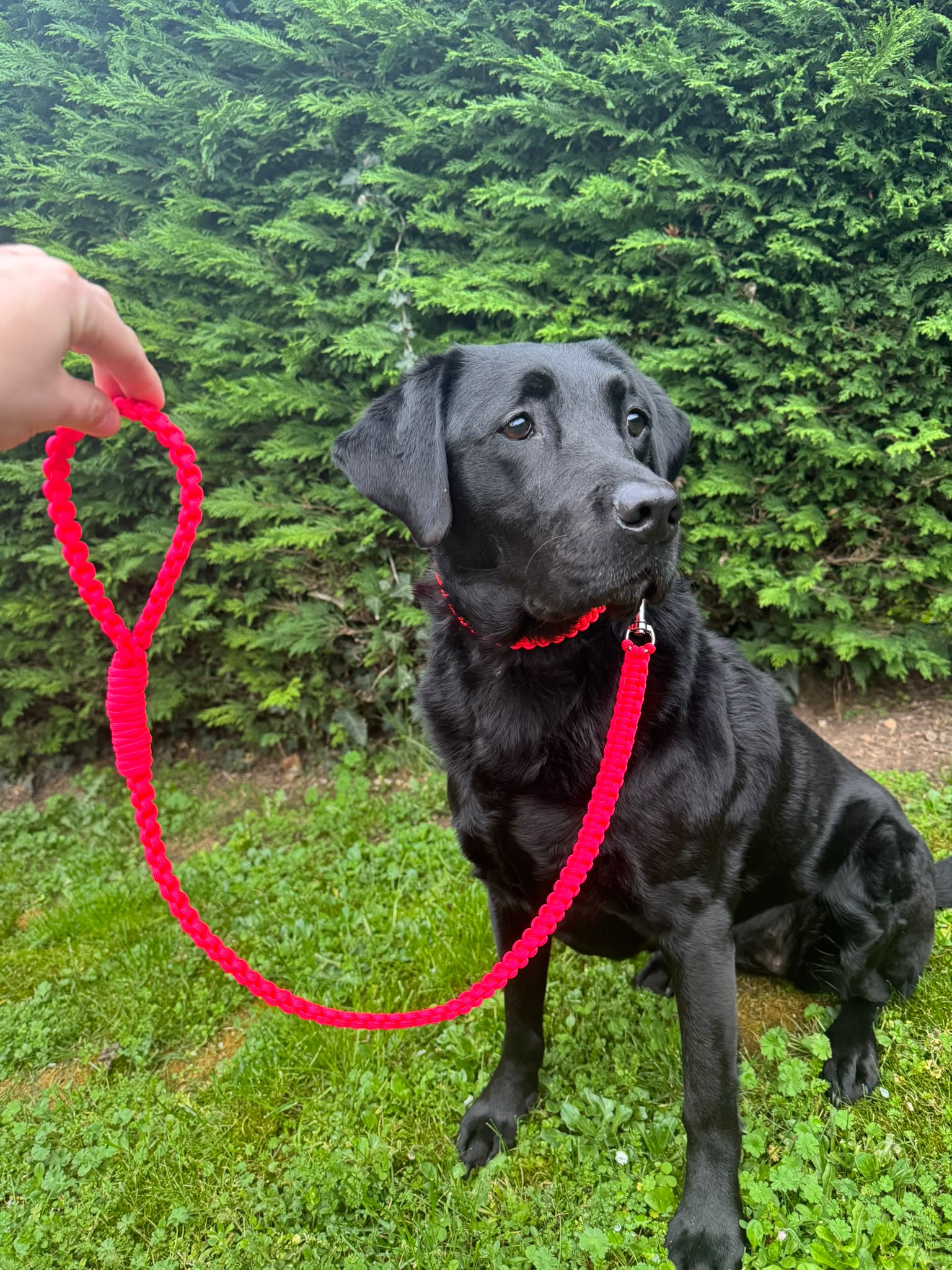 Laisse en paracorde rouge, en promenade
